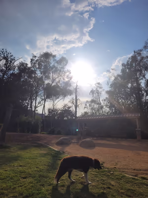 Dali’s Dog Park photo 2